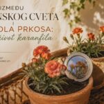 Karanfili na naslovnoj