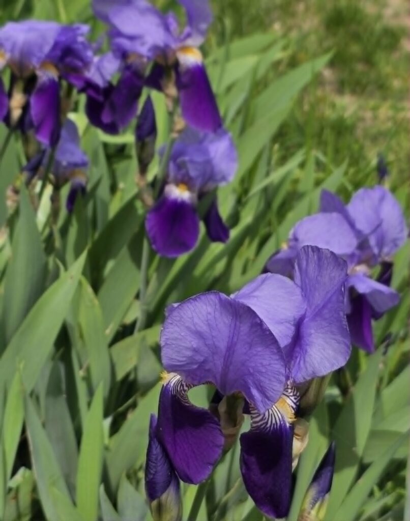 Perunika iris