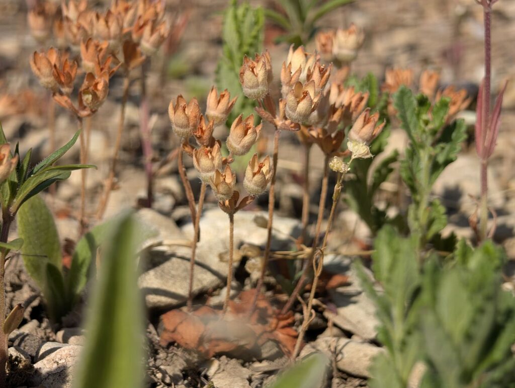 Biljka velika mužica na istoku zemlje